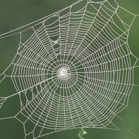 Small Spider Web 3D Printing 88875