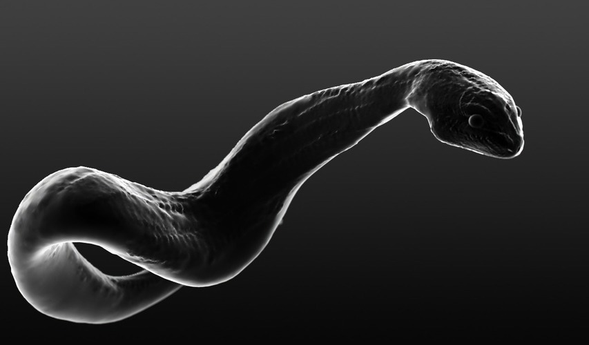 Python Snake 3D Print 90600