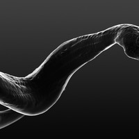 Small Python Snake 3D Printing 90600