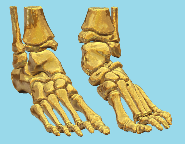 foot bone 3D Print 94793