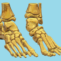 foot bone - Thumbnail 1