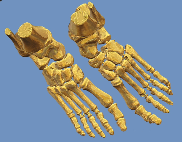 foot bone 3D Print 94794