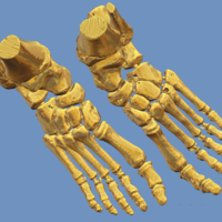 foot bone - Thumbnail 2