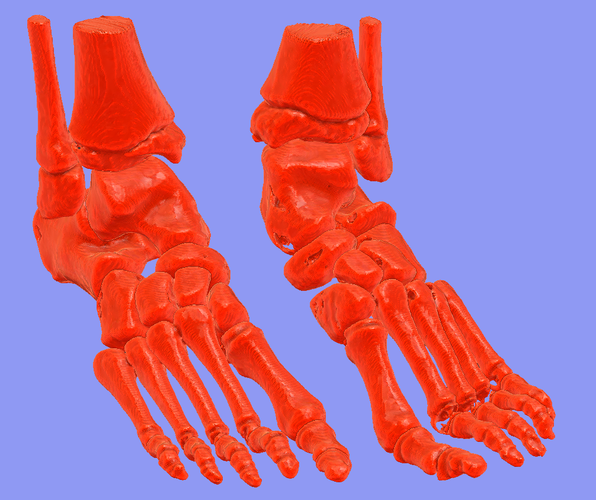 foot bone 3D Print 94795