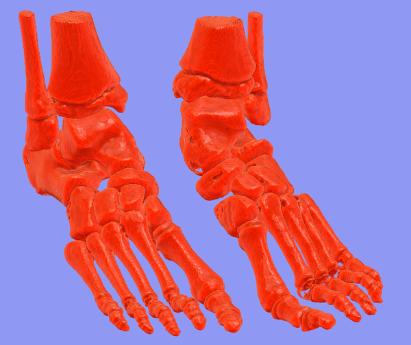 foot bone
