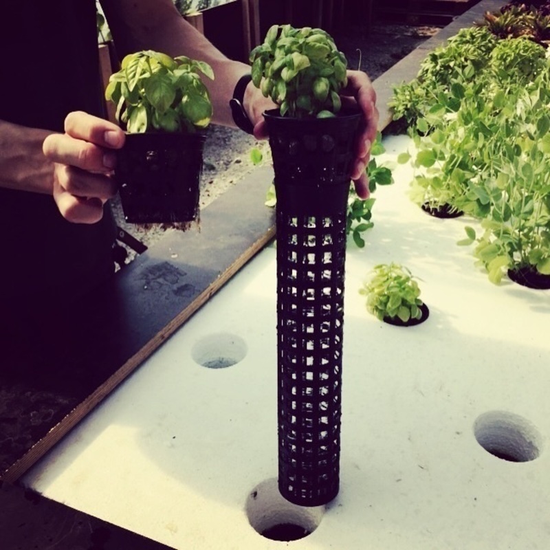 Root shield for aquaponics system. Prevents fish from eating roo