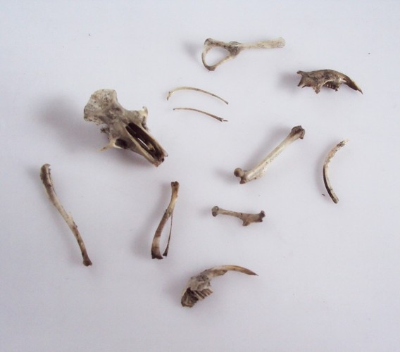 3D Printed Owl Pellet Discovery Kit by StopMotion | Pinshape