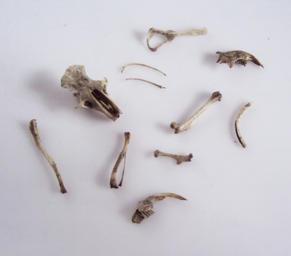 Owl Pellet Discovery Kit 3D Print 96069