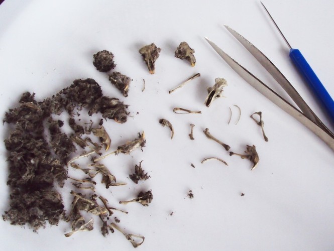 Owl Pellet Discovery Kit 3D Print 96070