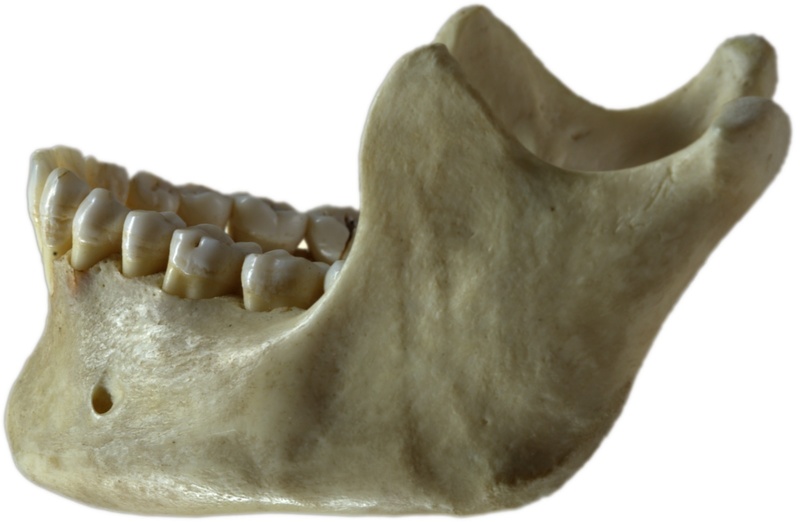 Lower Jaw