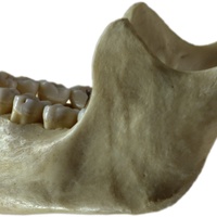 Small Lower Jaw 3D Printing 96719