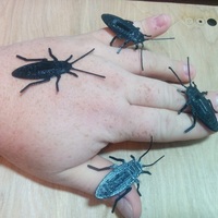 Cockroach - Thumbnail 2