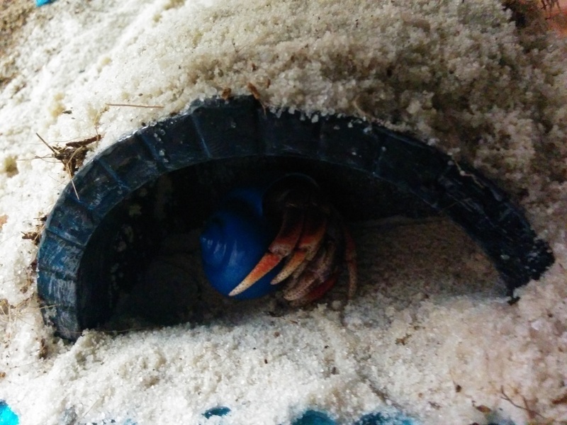 Hermit Crab Arch house