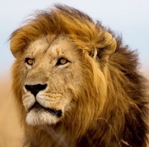 Cecil the Lion King Coin 3D Print 97830