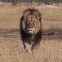 Cecil the Lion King Coin - Thumbnail 2