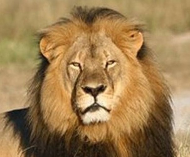 Cecil the Lion King Coin 3D Print 97832