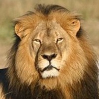 Cecil the Lion King Coin - Thumbnail 3