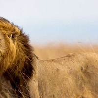 Cecil the Lion King Coin - Thumbnail 7