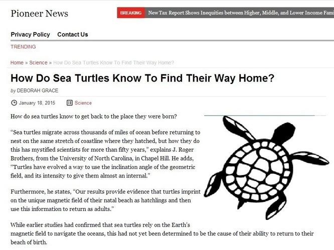 Sam the Sea Turtle 3D Print 97856