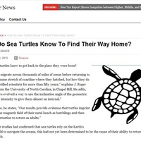 Sam the Sea Turtle - Thumbnail 3