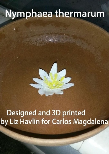 Nymphaea thermarum 3D Print 97884
