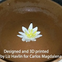 Nymphaea thermarum - Thumbnail 2