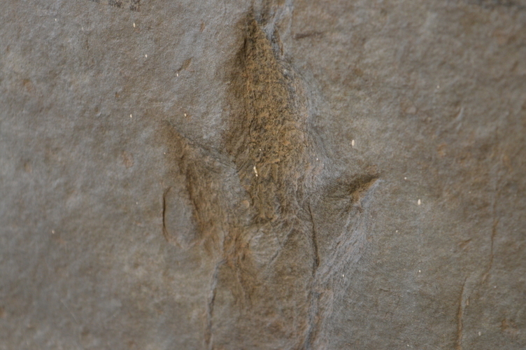 Dinosaur Footprint Fossil 3D Print 98466