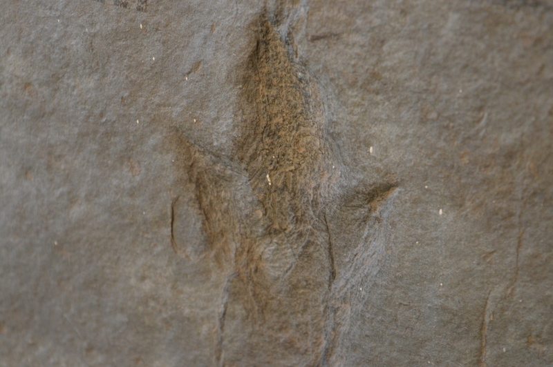 Dinosaur Footprint Fossil