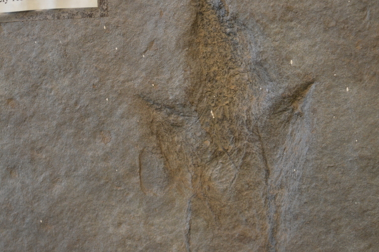 Dinosaur Footprint Fossil 3D Print 98467