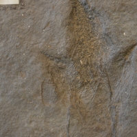 Dinosaur Footprint Fossil - Thumbnail 2