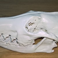 Small Fox skulls 3D Printing 14448