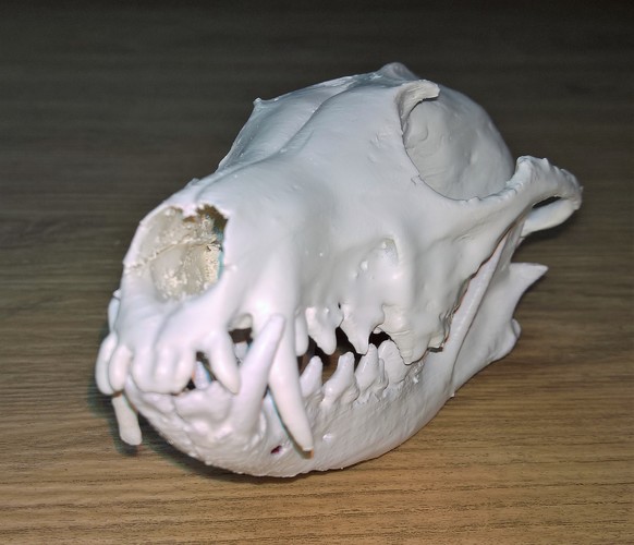 Fox skulls 3D Print 14449