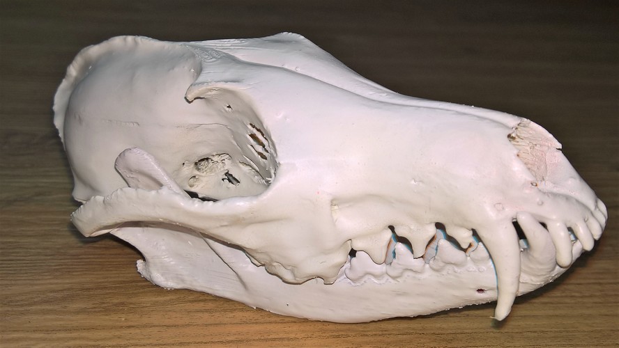 Fox skulls 3D Print 14450