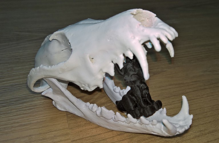 Fox skulls 3D Print 14451