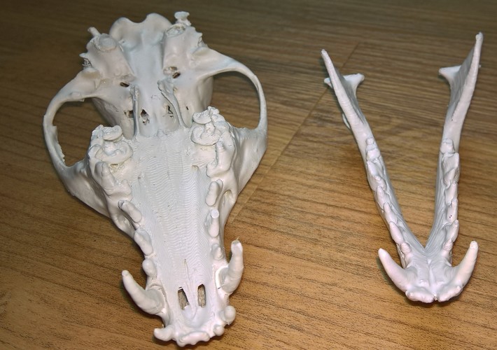 Fox skulls 3D Print 14452
