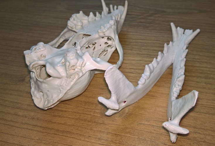 Fox skulls 3D Print 14453