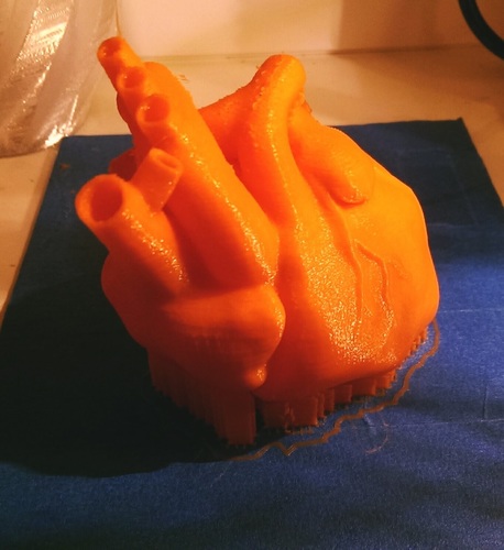 Anatomical Heart 3D Print 15191