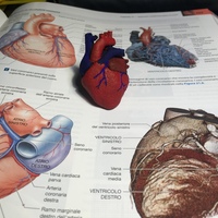 Small Anatomical Heart 3D Printing 15347
