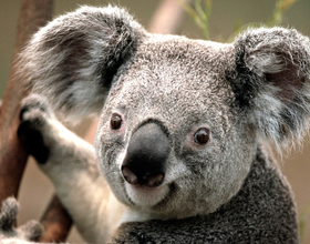 Pin koala