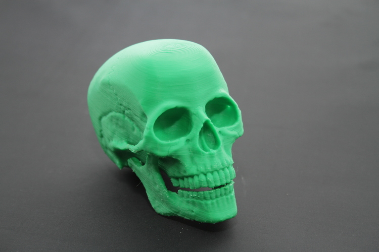 Human Skull 3D Print 23704