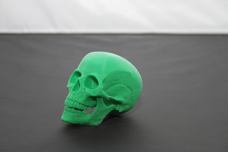 Human Skull 3D Print 23705