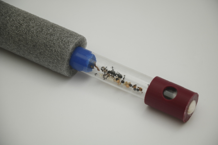 Test-tube cap-feeder for ant incubators 3D Print 24462