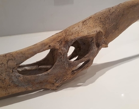 3D Printed Pteranodon skull by Inhuman_Species | Pinshape