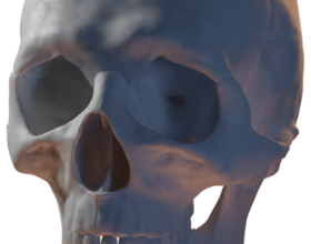 Pin kisspng skull 3d modeling 3d computer graphics deviantart 3d skull transparent amp png clipart free downlo 5cb6161013ac03.3717524915554370720806