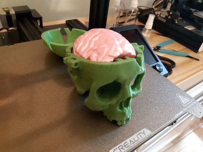 Boneheads: Skull Box w/ Brain - via 3DKitbash.com 3D Print 47517