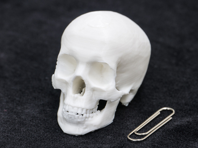 Skull 3D Print 7704