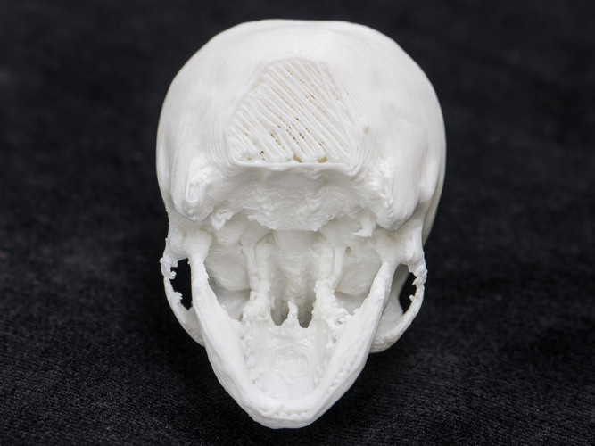 Skull 3D Print 7705