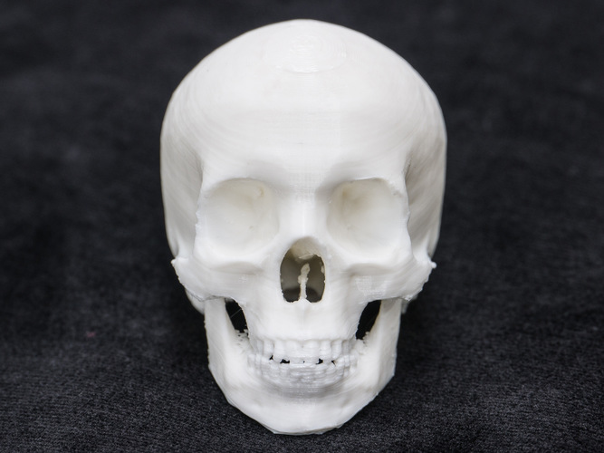 Skull 3D Print 7706