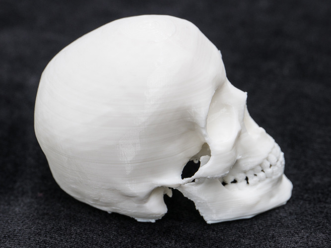 Skull 3D Print 7707