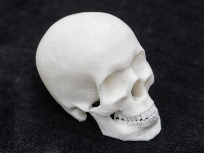 Skull 3D Print 7708